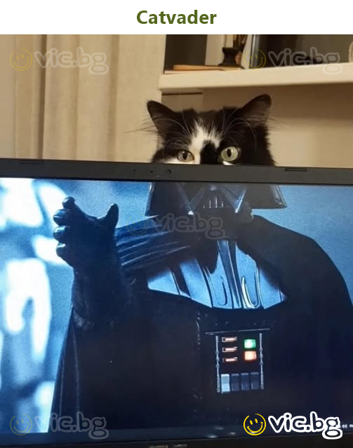Catvader