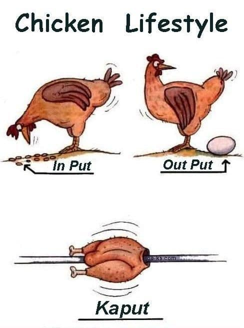 Chicken lifestyle, input, output, caput
