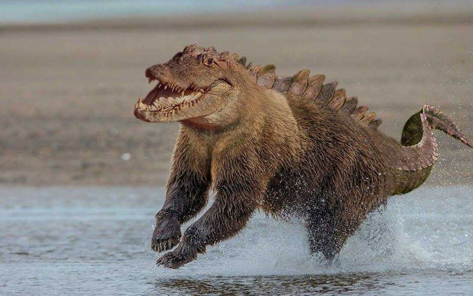 crocko-bear