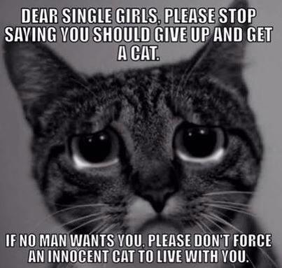 Dear single girl Please stop saying you should give up and get a cat If no man wants you, please do not force an innocent cat to live with you