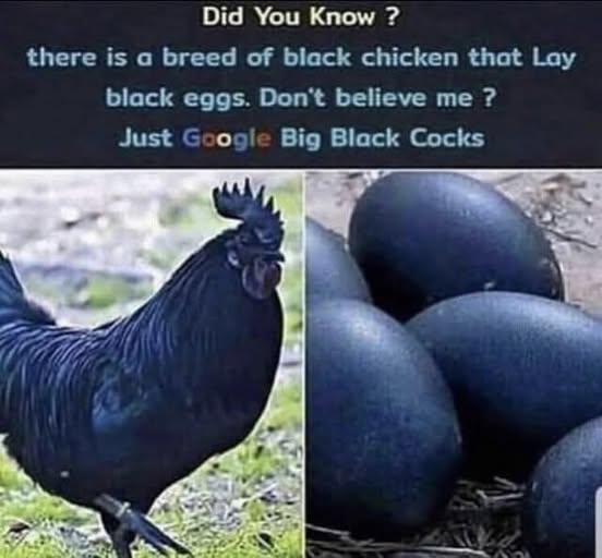 Did You Know ? There is a breed of black chicken that Lay black eggs. Don't believe me ? Just Google Big Black Cocks