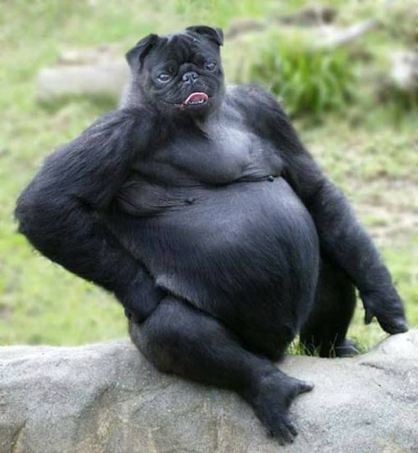 dog - gorilla 
