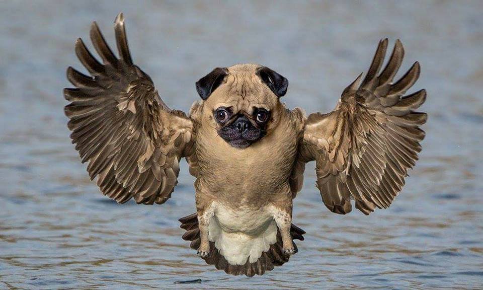 dog owl