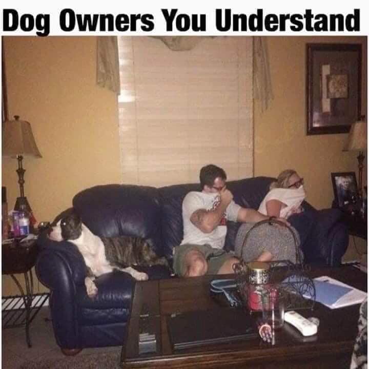 Dog Owners, You Understand 