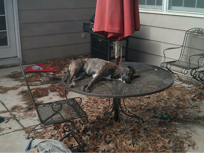 dogs asleep anywhere__1 dogs asleep anywhere_1