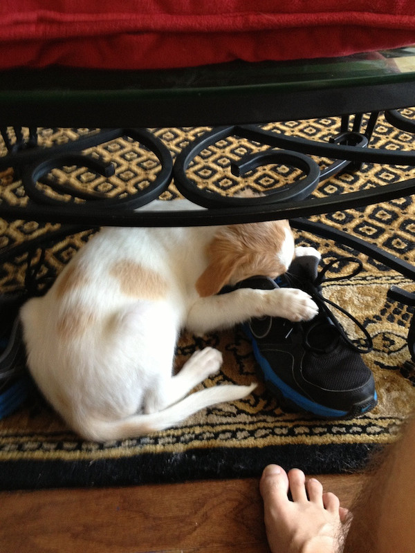 dogs asleep anywhere__6 dogs asleep anywhere_6