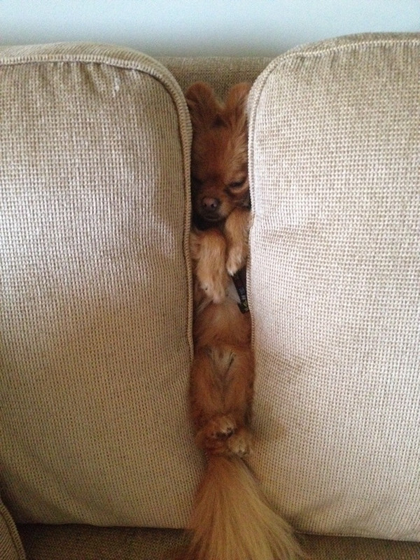 dogs asleep anywhere__8 dogs asleep anywhere_8