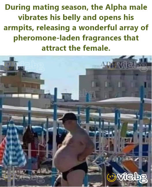 During mating season, the Alpha male vibrates his belly and opens his armpits, releasing a wonderful array of pheromone-laden fragrances that attract the female.