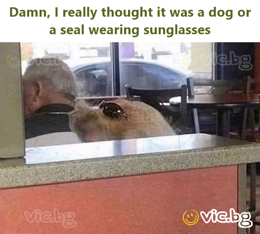 Dамn, I really thought it was a dog or a seal wearing sunglasses