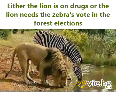 Either the lion is on drugs or the lion needs the zebra's vote in the forest elections