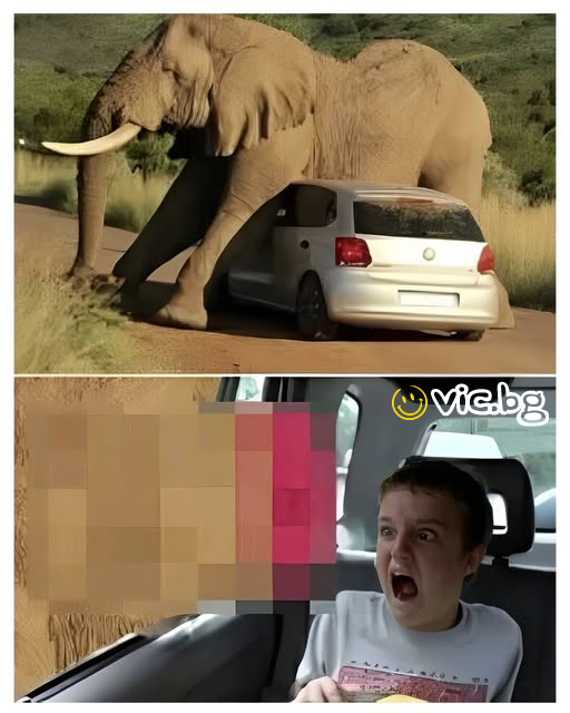 elephant above car