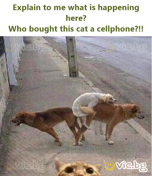 Explain to me what is happening here?  Who bought this cat a cellphone?!!