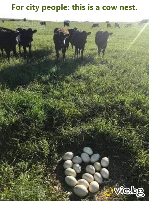 For city people: this is a соw nest.