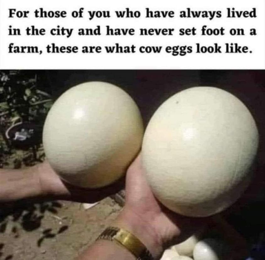 For those of you who have always lived in the city and have never set foot on a farm, these are what соw eggs like.