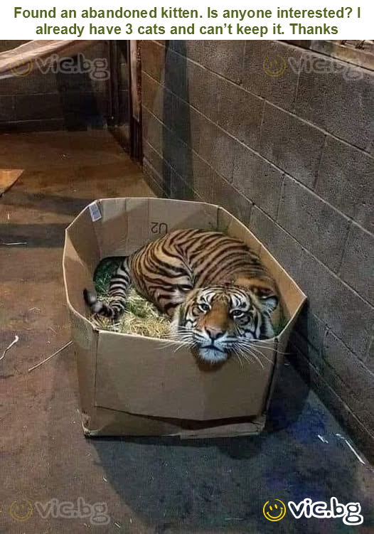 Found an abandoned kitten. Is anyone interested? I already have 3 cats and can’t keep it. Thanks