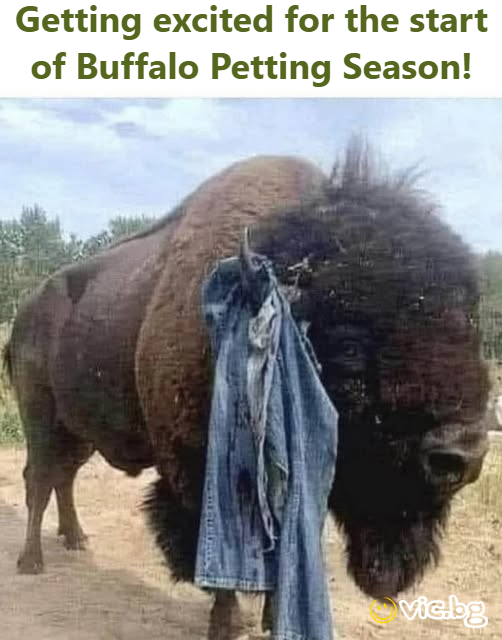 Getting excited for the start of Buffalo Petting Season!  