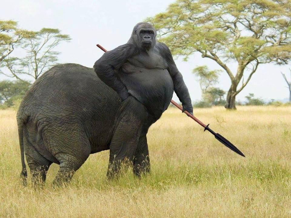 gorilla-elephant