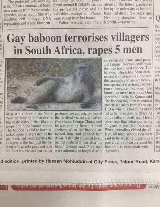 Gаy baboon terrorises villagers in South Africa, rapes 5 men