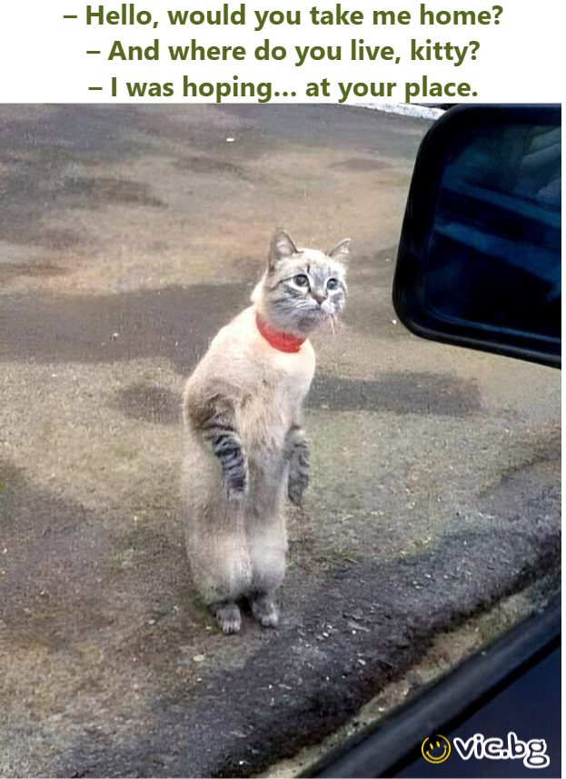 – Hello, would you take me home? – And where do you live, kitty? – I was hoping… at your place.