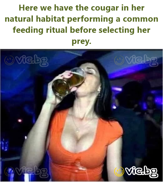 Here we have the cougar in her natural habitat performing a common feeding ritual before selecting her prey.