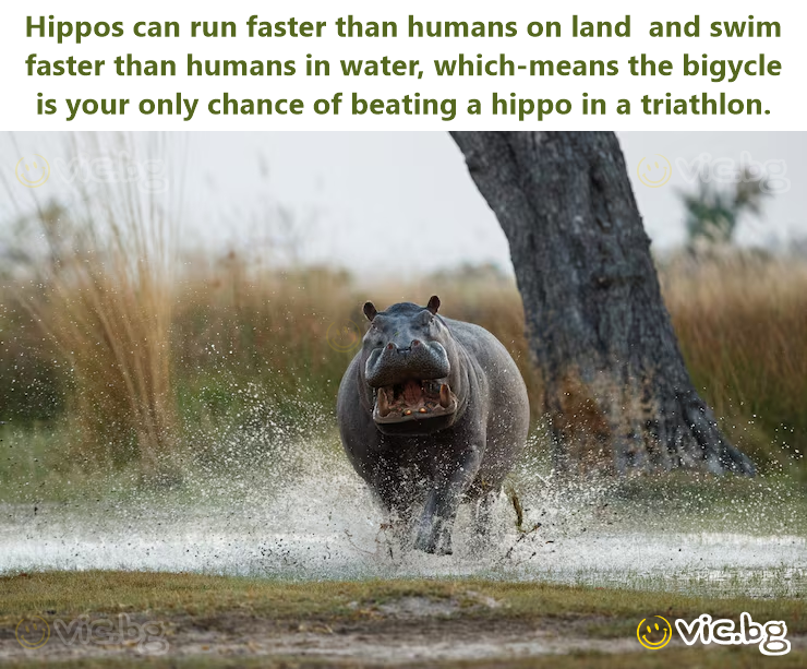 Hippos can run faster than humans on land  and swim faster than humans in water, which-means the bigycle is your only chance of beating a hippo in a triathlon.