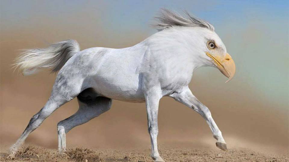 horse eagle