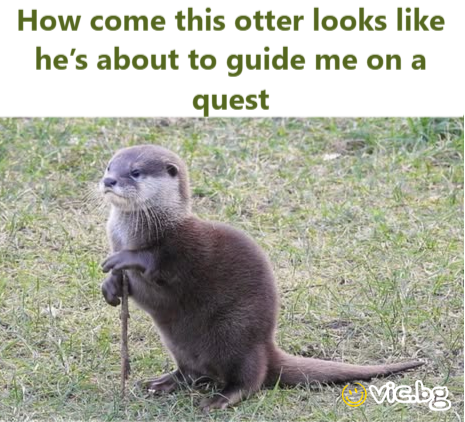 How come this otter looks like he’s about to guide me ona