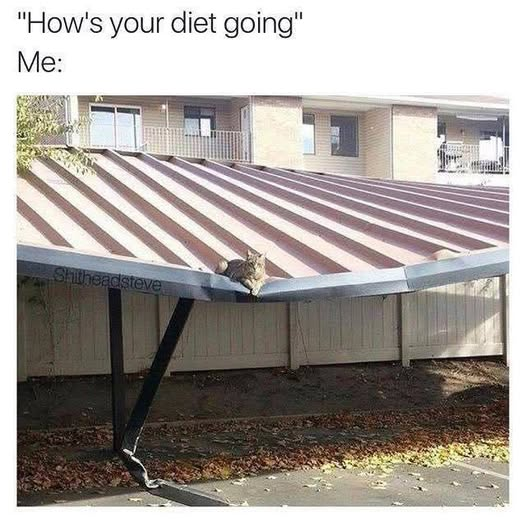 "How's your diet going". Ме: