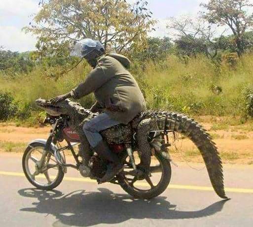 How to transport a gator