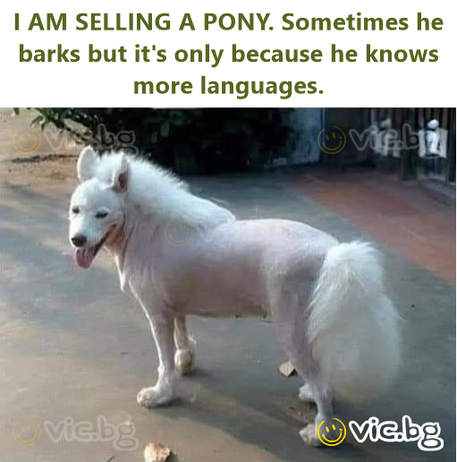 I AM SELLING A PONY. Sometimes he barks but it's only because he knows more languages.