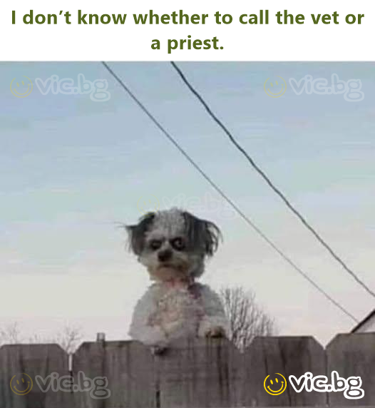 I don’t know whether to call the vet or a priest.