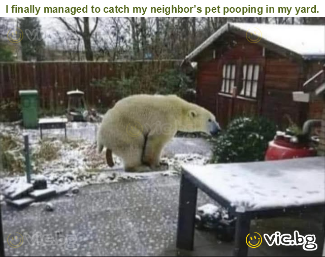I finally managed to catch my neighbor’s pet pooping in my yard.