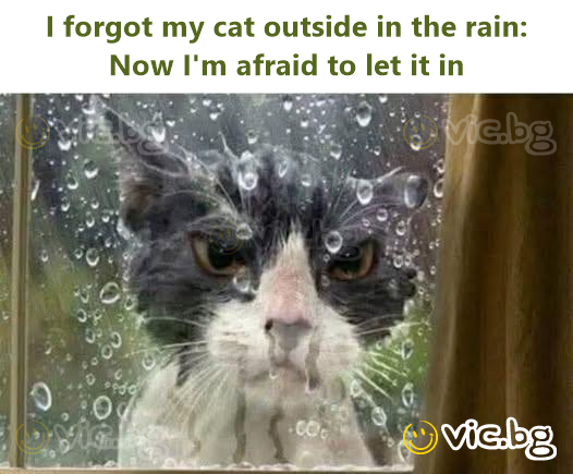 I forgot my cat outside in the rain: Now I'm afraid to let it in