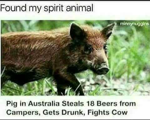 I found my spirit animal Pig in Australia steals 18 beers from campers, gets drunk, figths cow