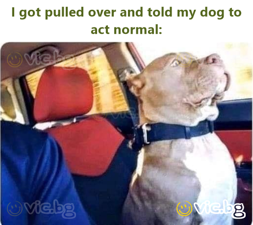 I got pulled over and told my dog to act normal: