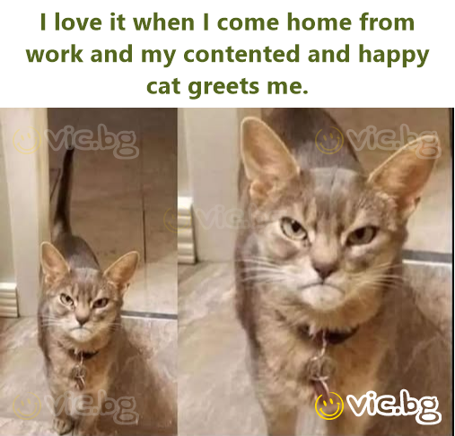 I love it when I come home from work and my contented and happy cat greets me.