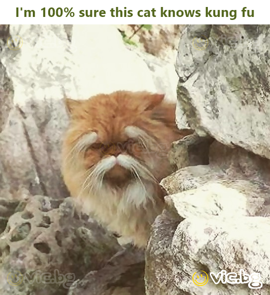 I'm 100% sure this cat knows kung fu