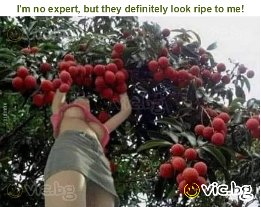 I'm no expert, but they definitely look ripe to me!