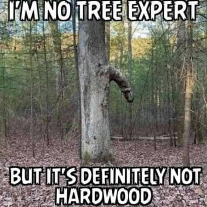I'm no tree expert, but it's definitely not hardwood