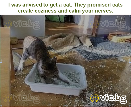 I was advised to get a cat. They promised cats create coziness and calm your nerves.