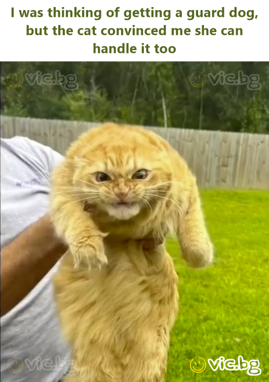 I was thinking of getting a guard dog, but the cat convinced me she can handle it too
