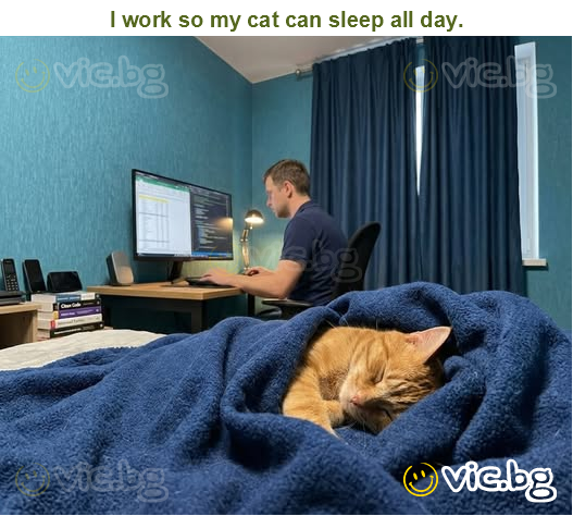 I work so my cat can sleep all day.