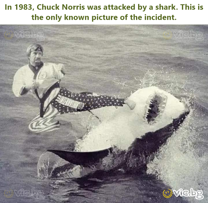 In 1983, Chuck Norris was attacked by a shark. This is the only known picture of the incident.
