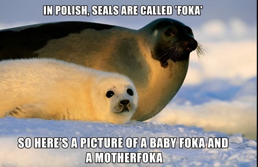 In polish, seals are called 'Foka'. So, here's a picture of a baby foka and a motherfoka