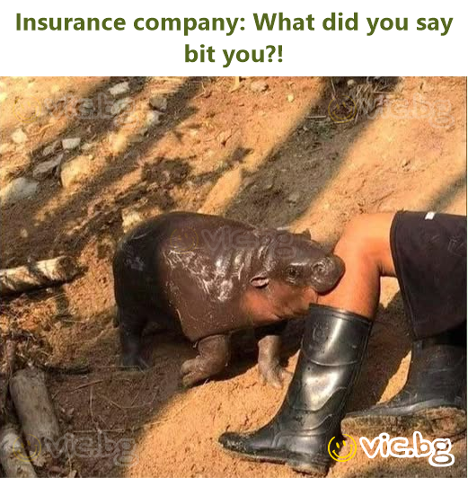 Insurance company: What did you say bit you?!