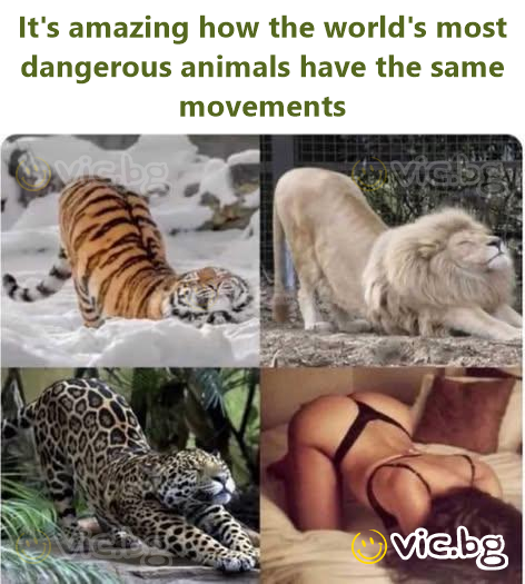 It's amazing how the world's most dangerous animals have the same movements