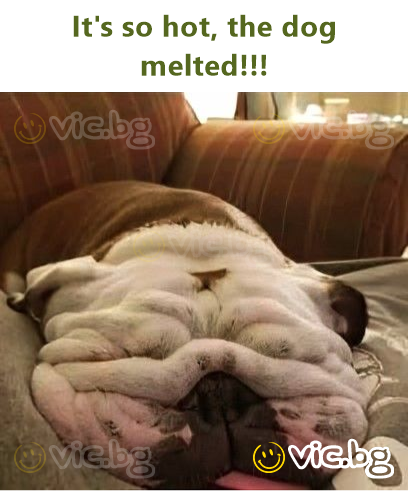 It's so hot, the dog melted!!!