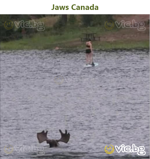 Jaws Canada