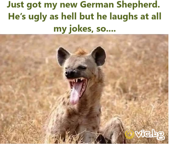 Just got my new German Shepherd.  He’s ugly as hell but he laughs at all my jokes, so....
