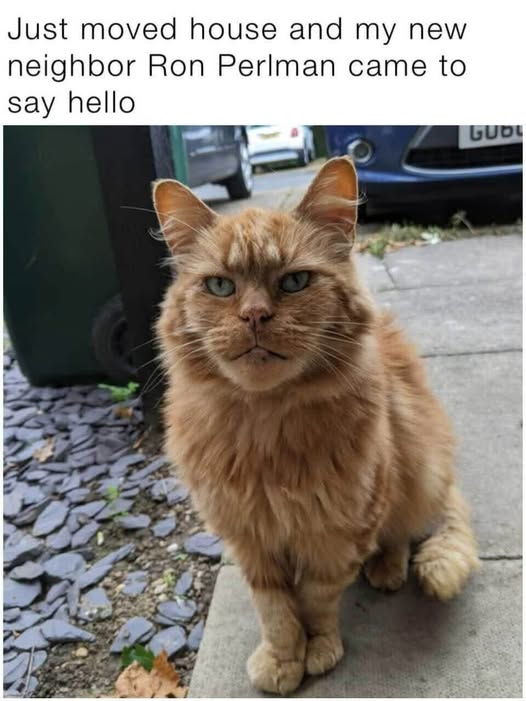 Just moved house and my new neighbor Ron Perlman came to say hello buot